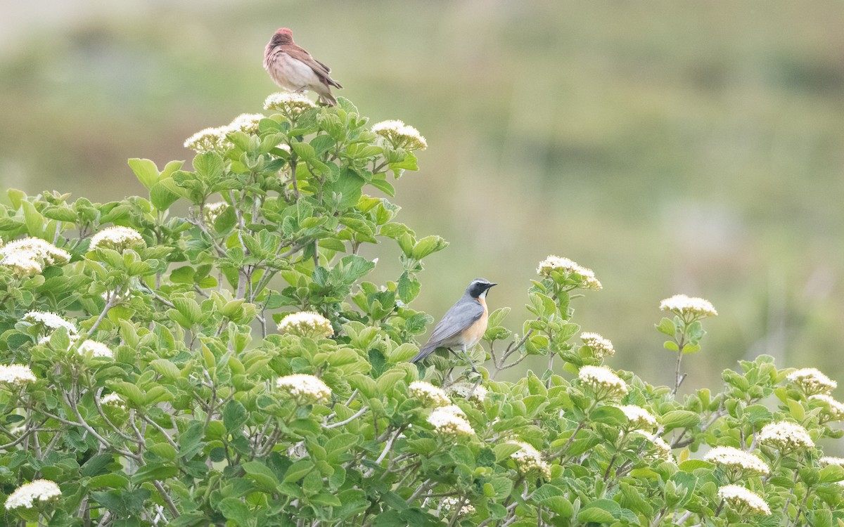 Petirrojo de Irán - ML647058197