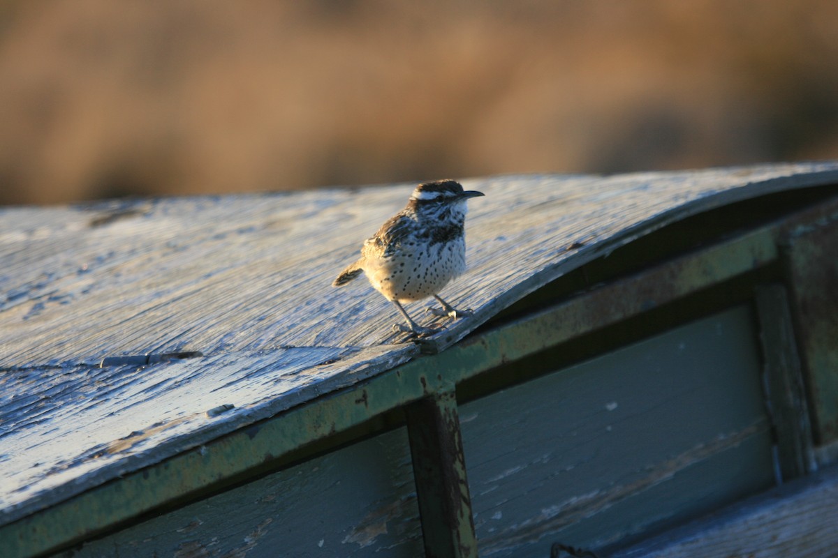 Cactus Wren - ML647058199
