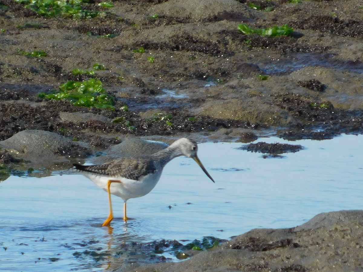 Greater Yellowlegs - ML647058207