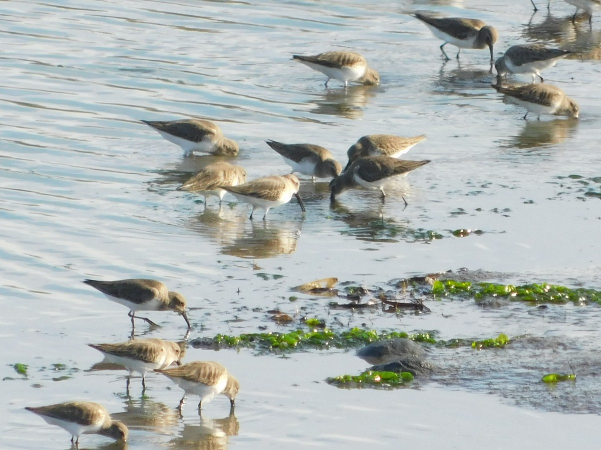 Побережник чорногрудий - ML647058214