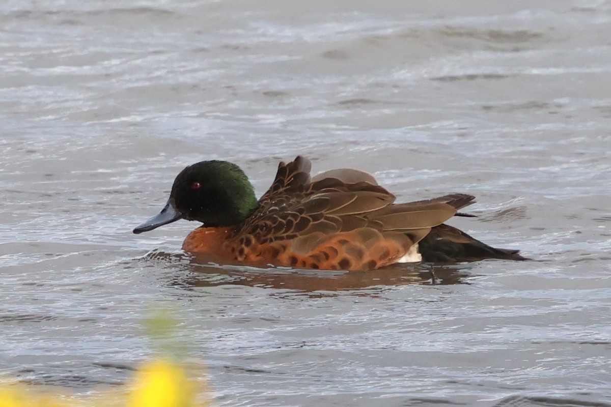 Chestnut Teal - ML647058216