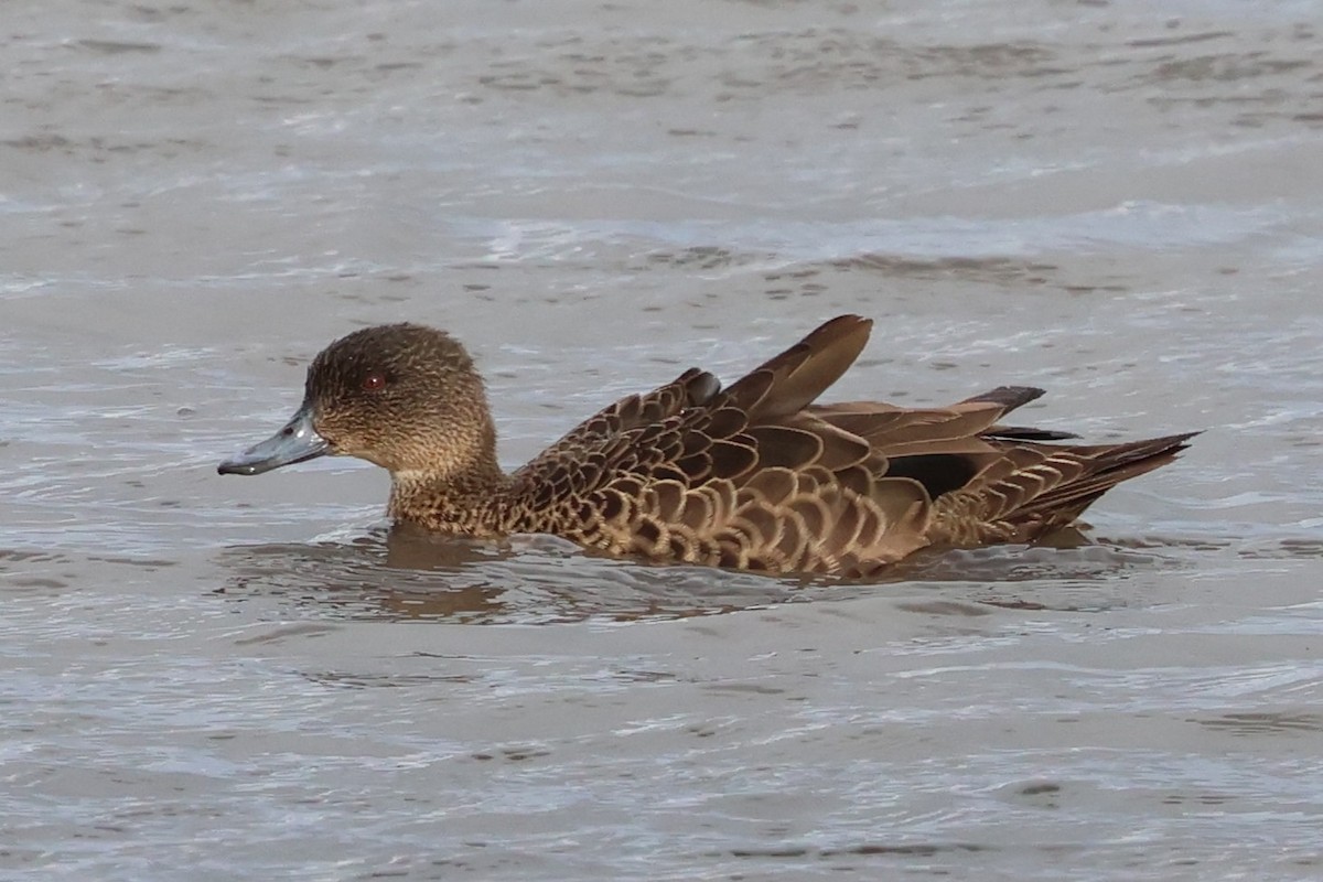 Chestnut Teal - ML647058217