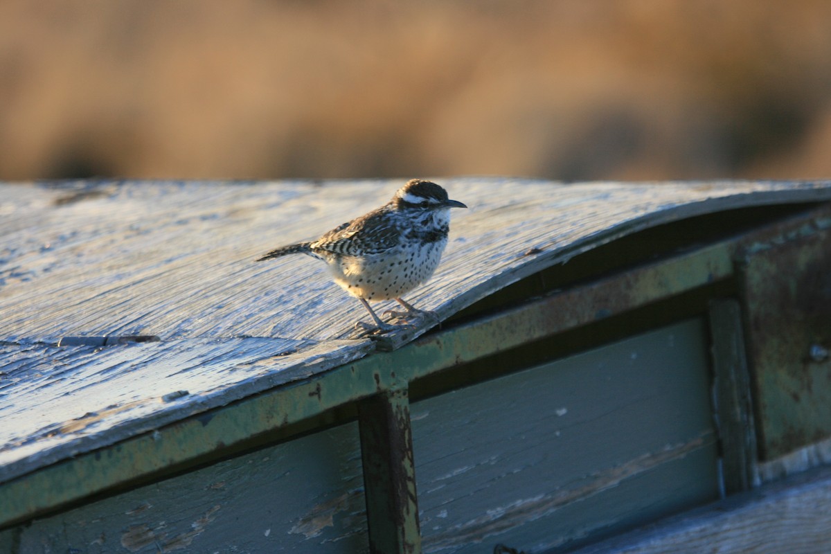 Cactus Wren - ML647058220