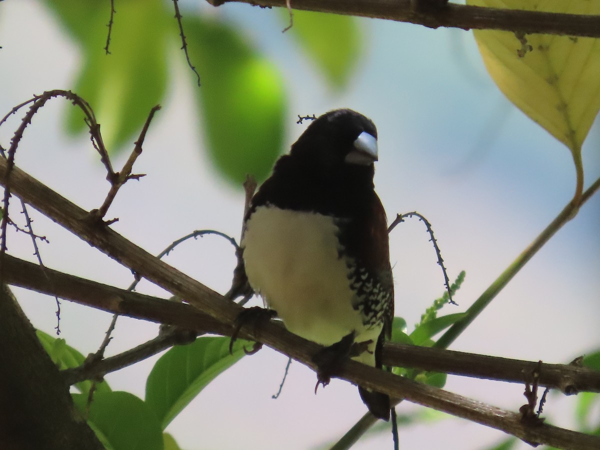 Glanzelsterchen - ML647058221