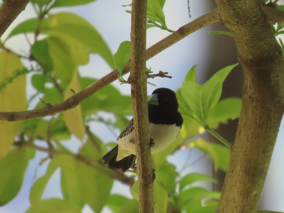 Glanzelsterchen - ML647058222