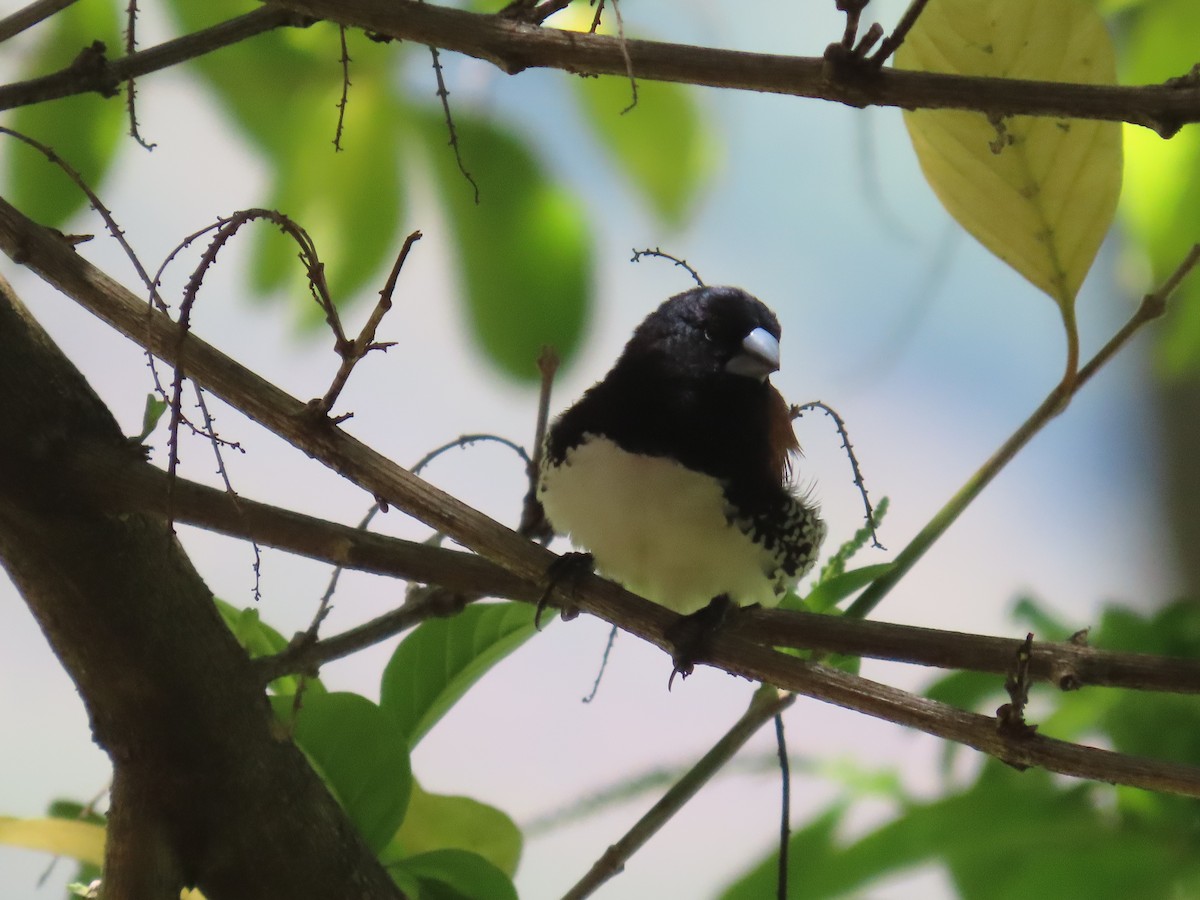 Glanzelsterchen - ML647058223