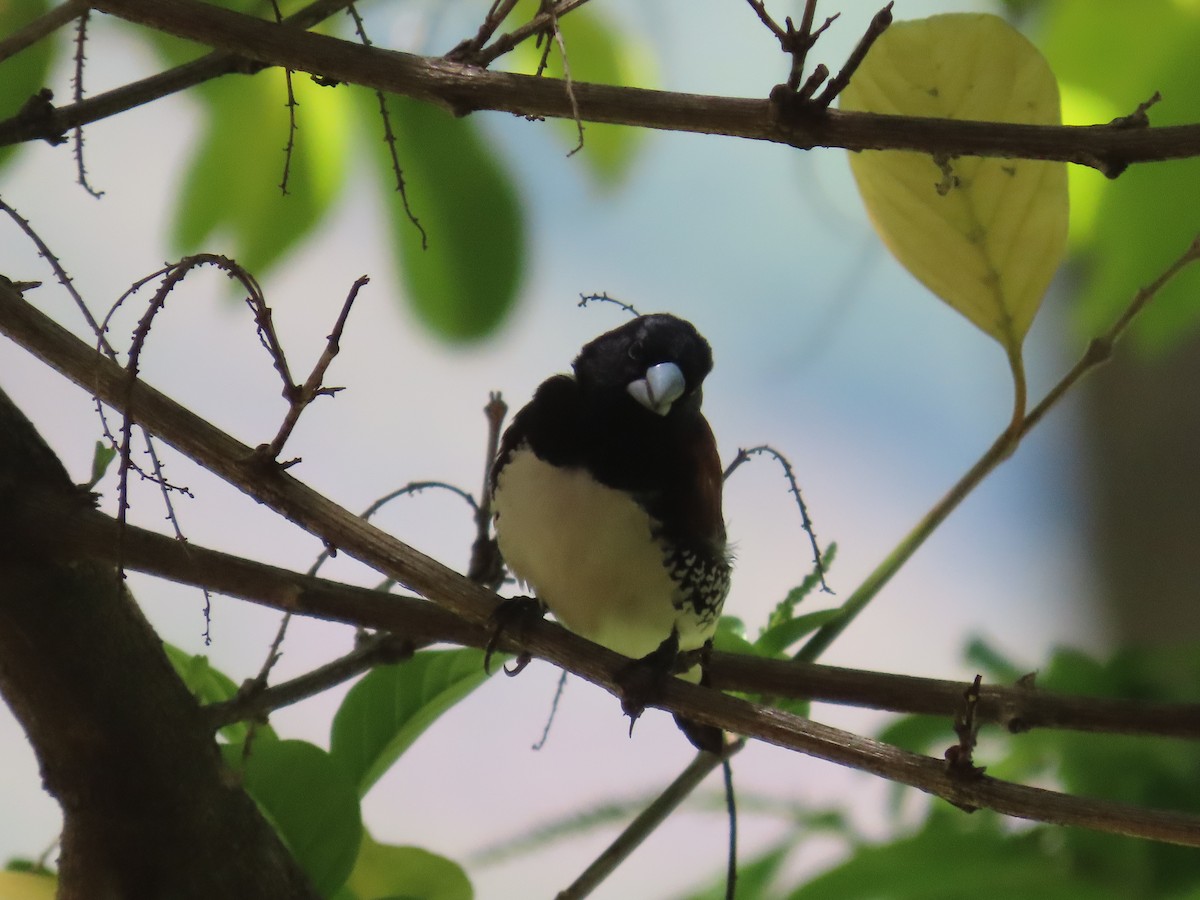 Glanzelsterchen - ML647058224