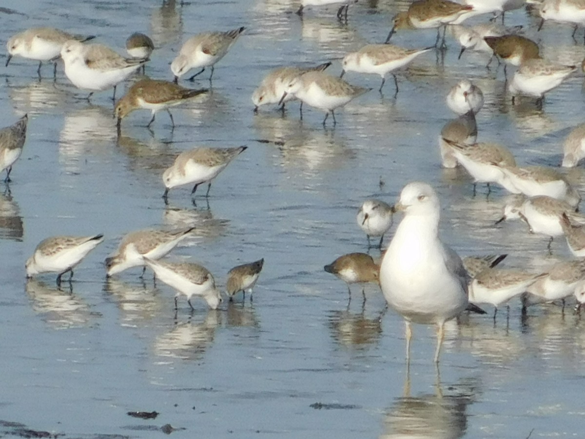 Ring-billed Gull - ML647058232