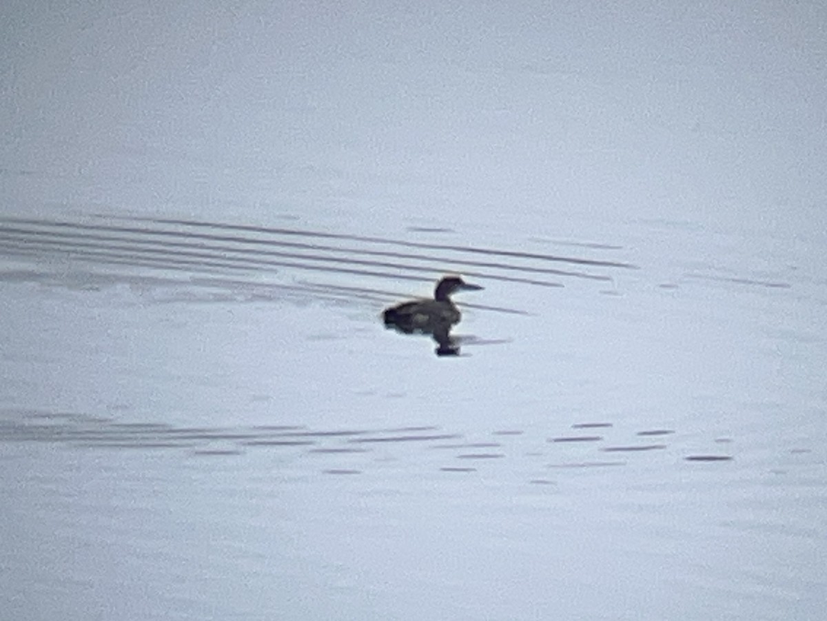 Common Loon - ML647058237