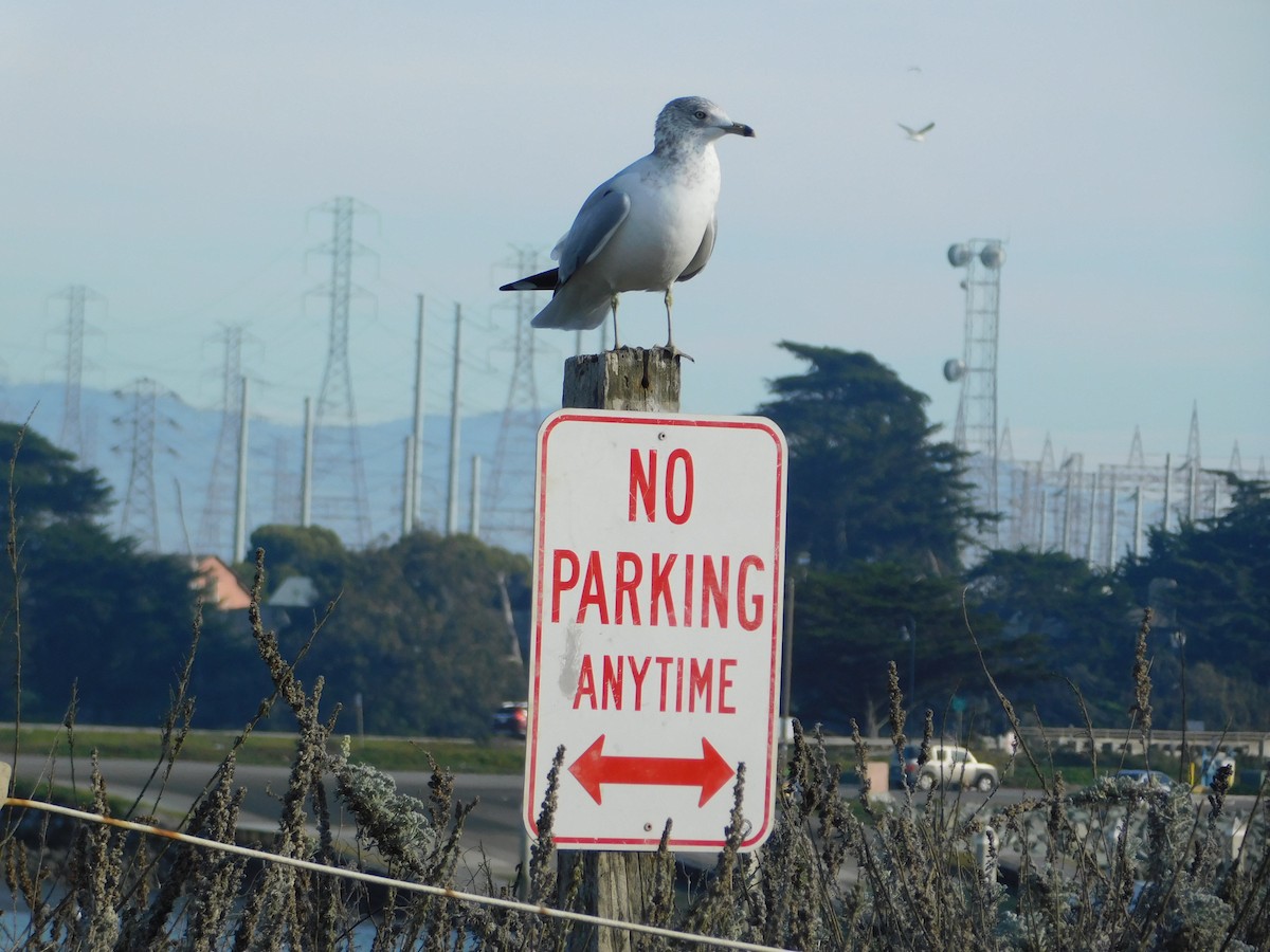 American Herring Gull - ML647058242
