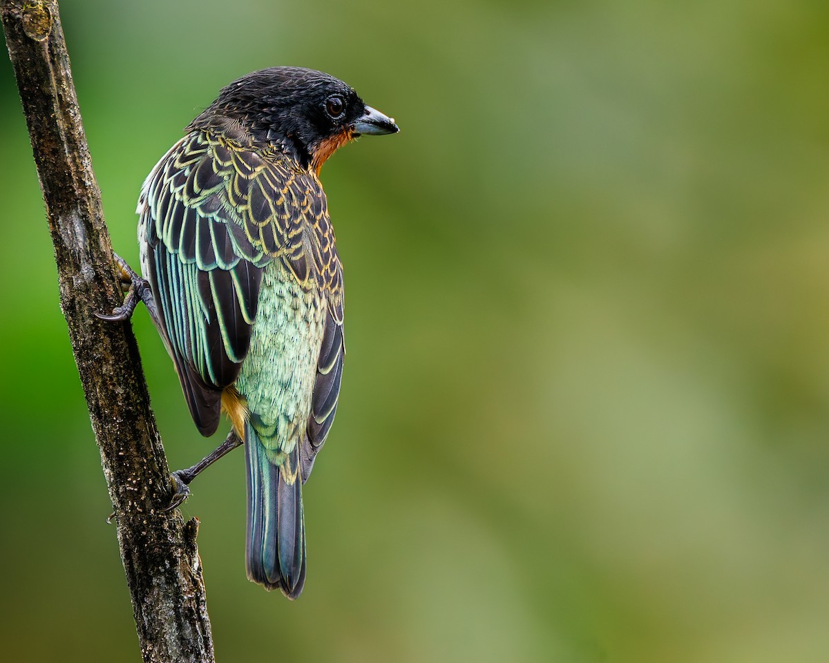 ノドアカフウキンチョウ - ML647058245