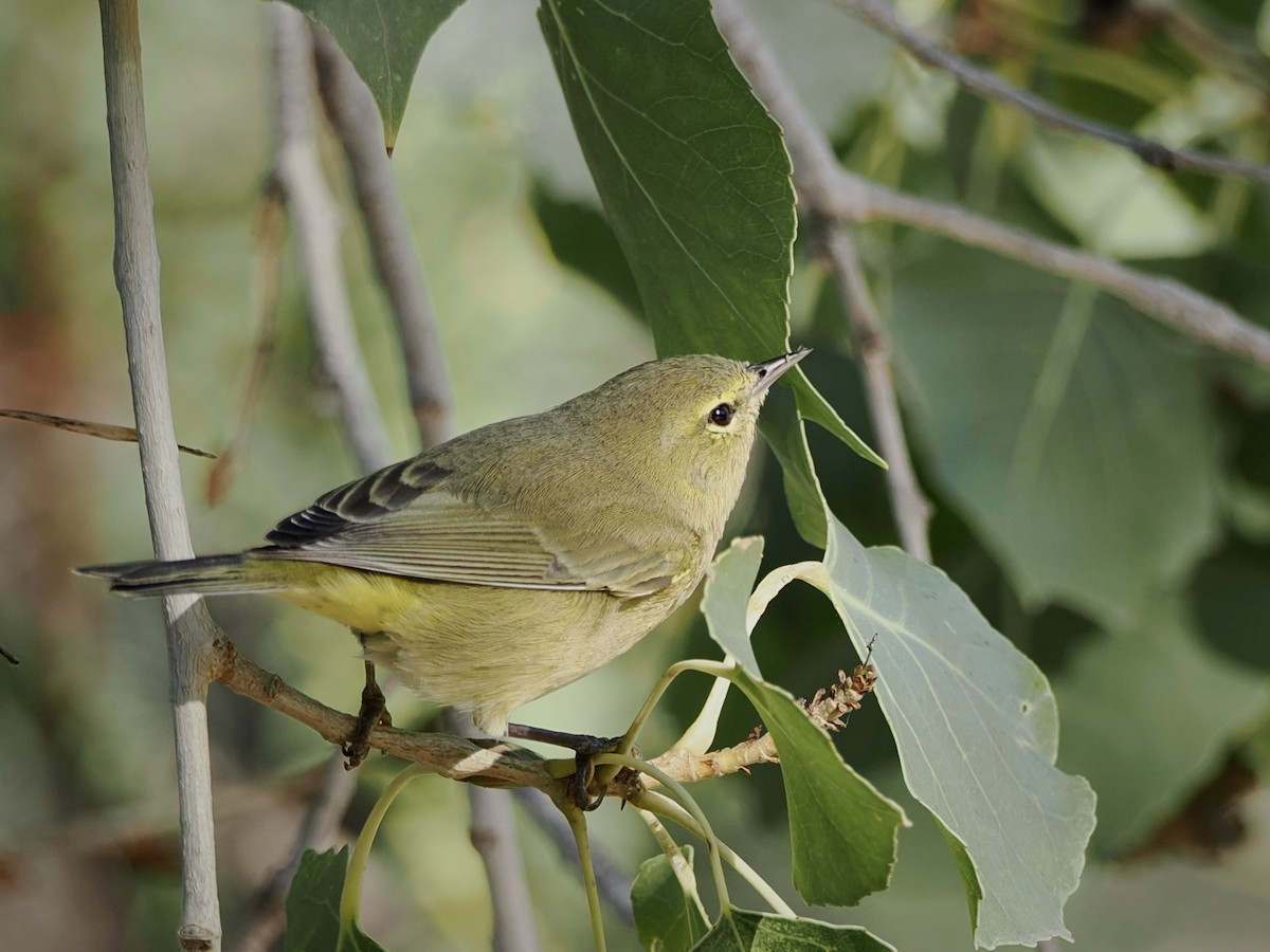 Orange-crowned Warbler - ML647058248
