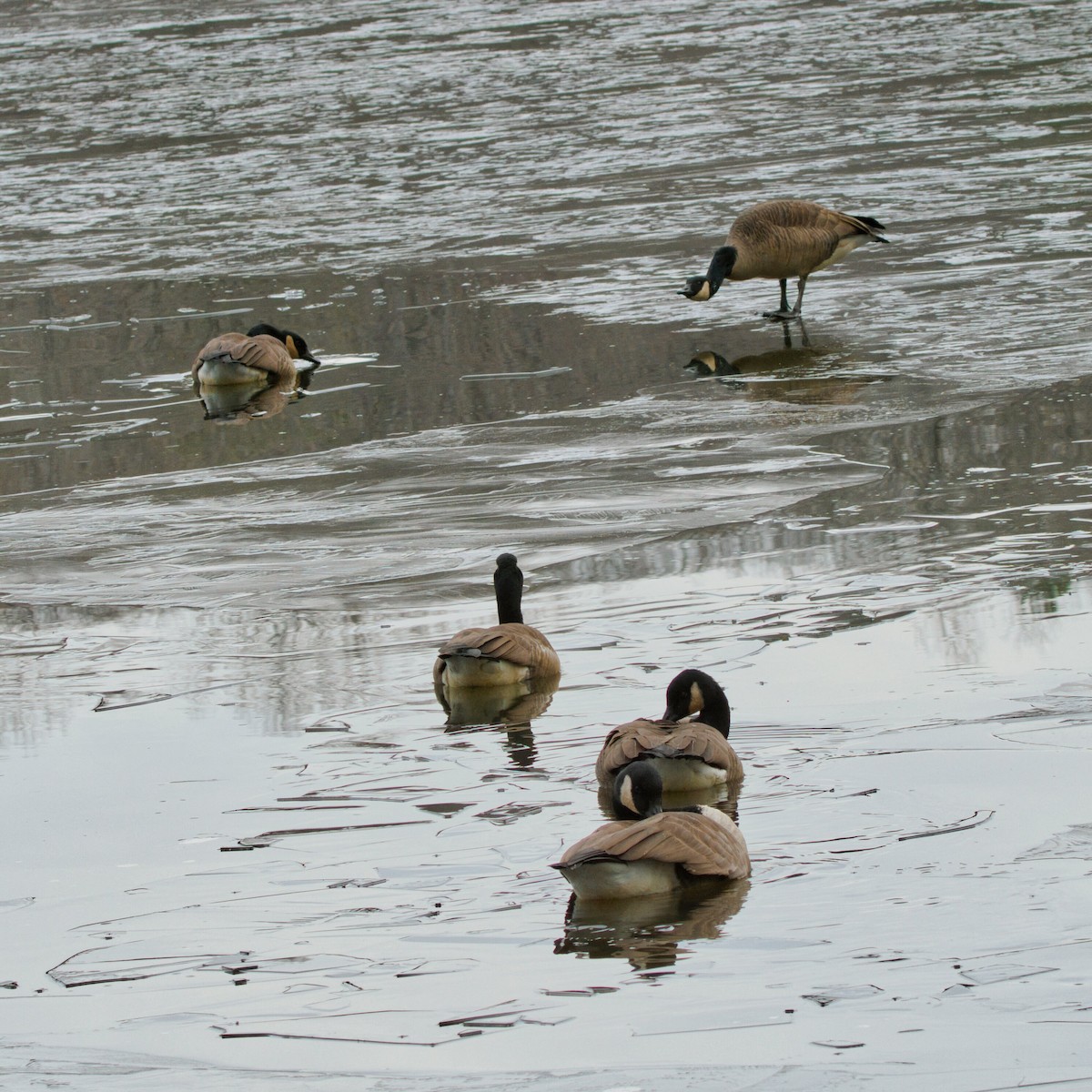 Kanada Kazı - ML647058255