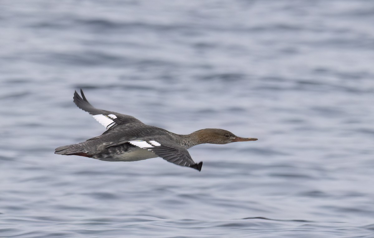 מרגון בינוני - ML647058257