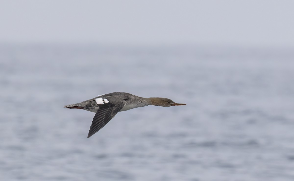 מרגון בינוני - ML647058258