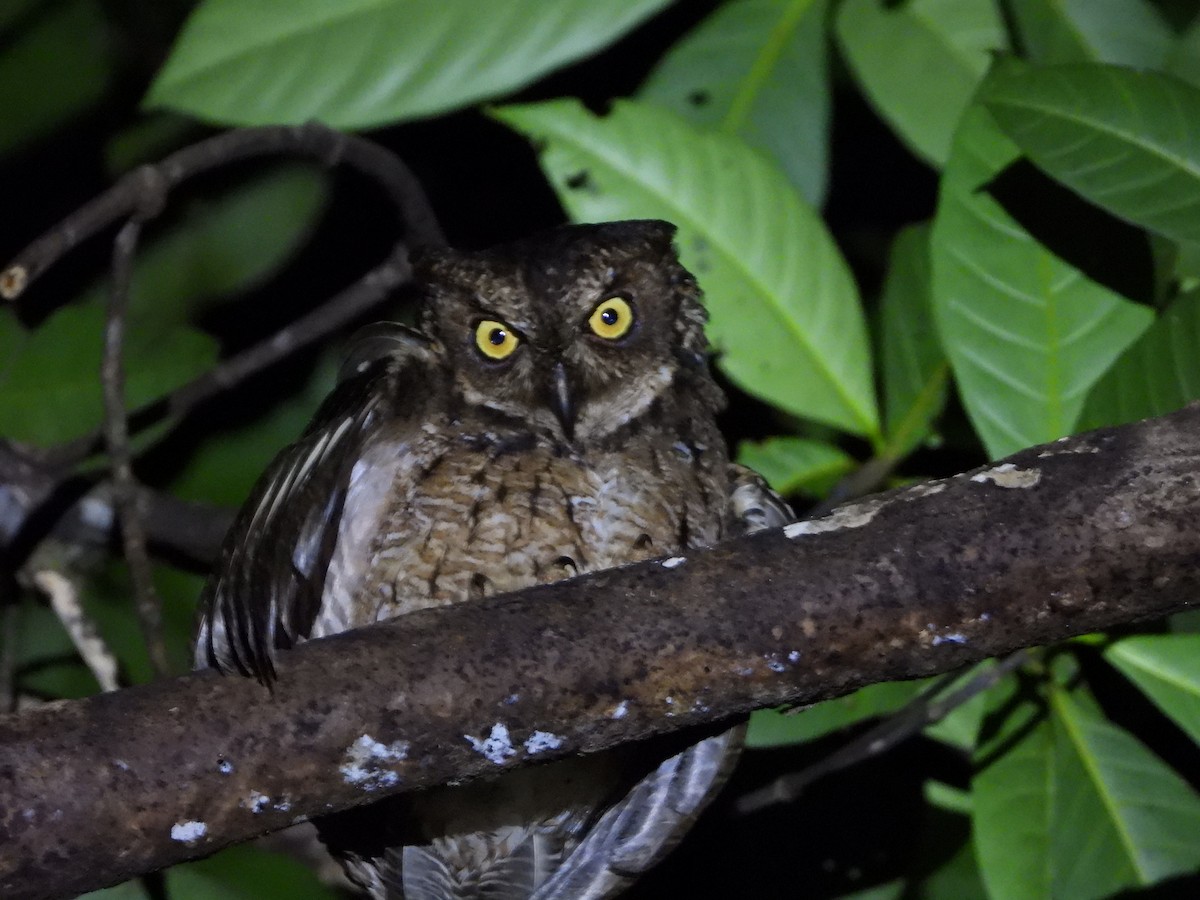 výreček molucký - ML647058259