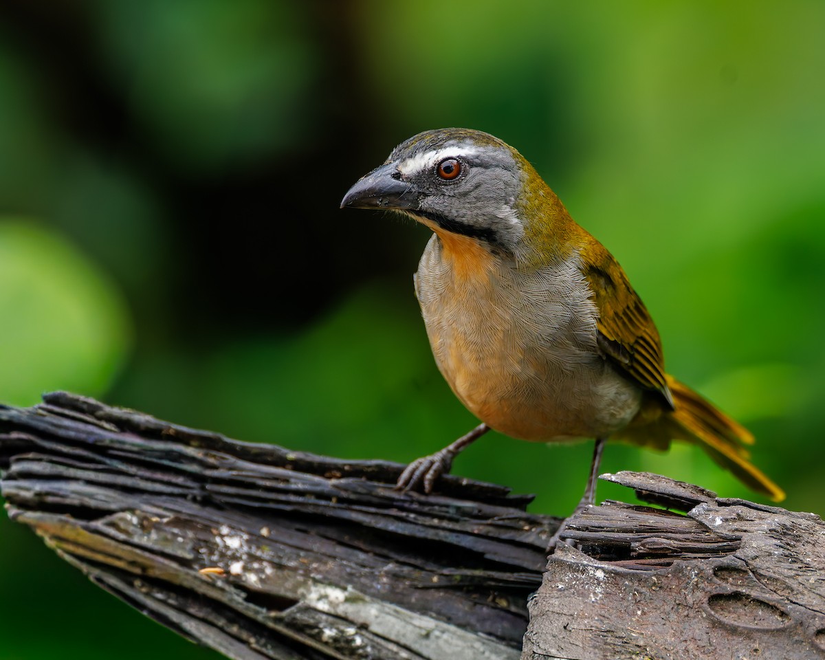 Buff-throated Saltator - ML647058260