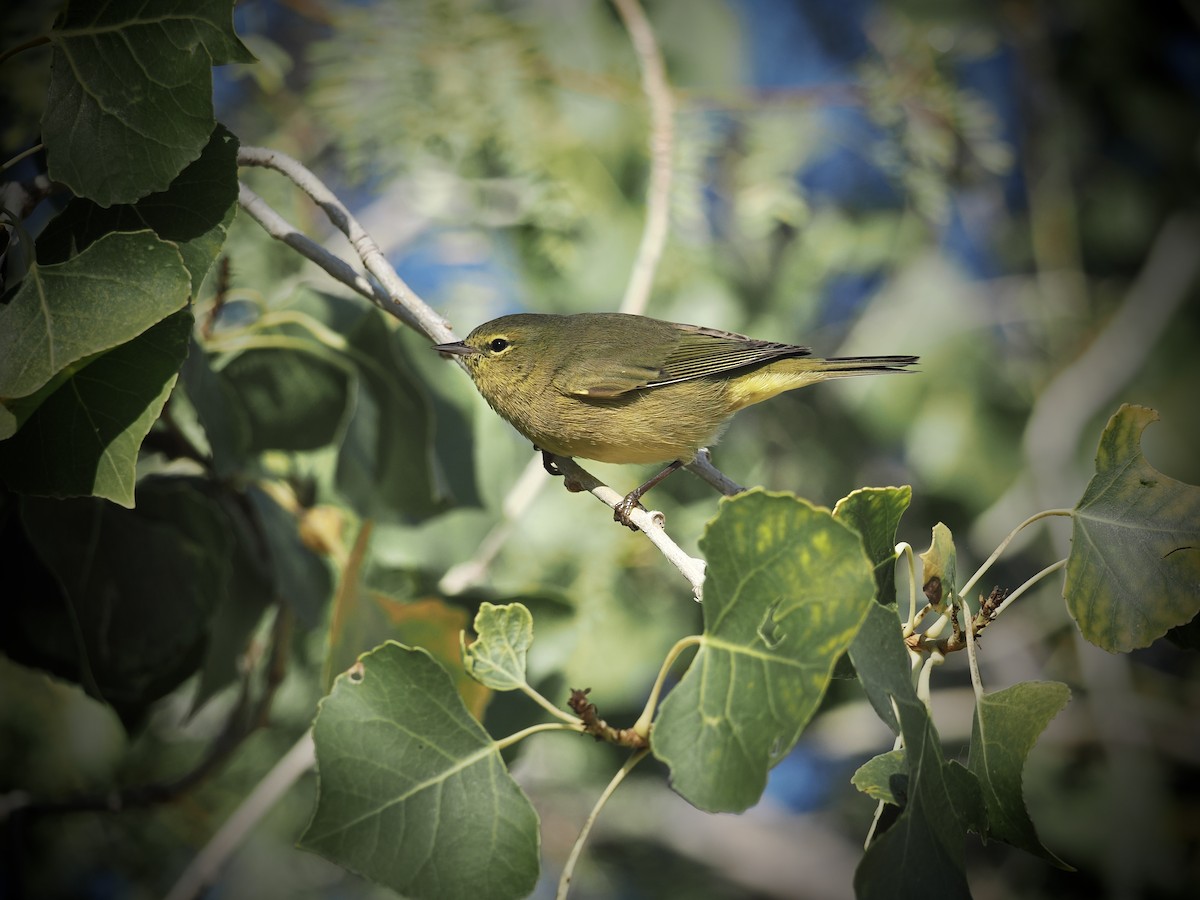 Orange-crowned Warbler - ML647058261