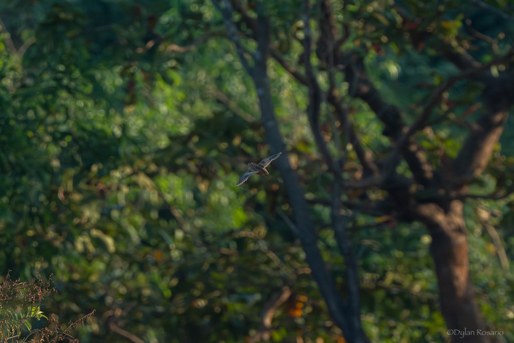 Barred Buttonquail - ML647058269