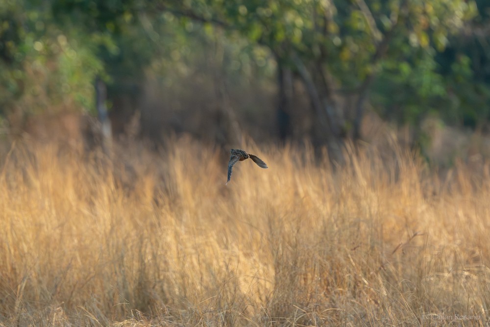 Barred Buttonquail - ML647058270