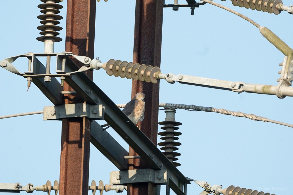 Shikra - ML647058272