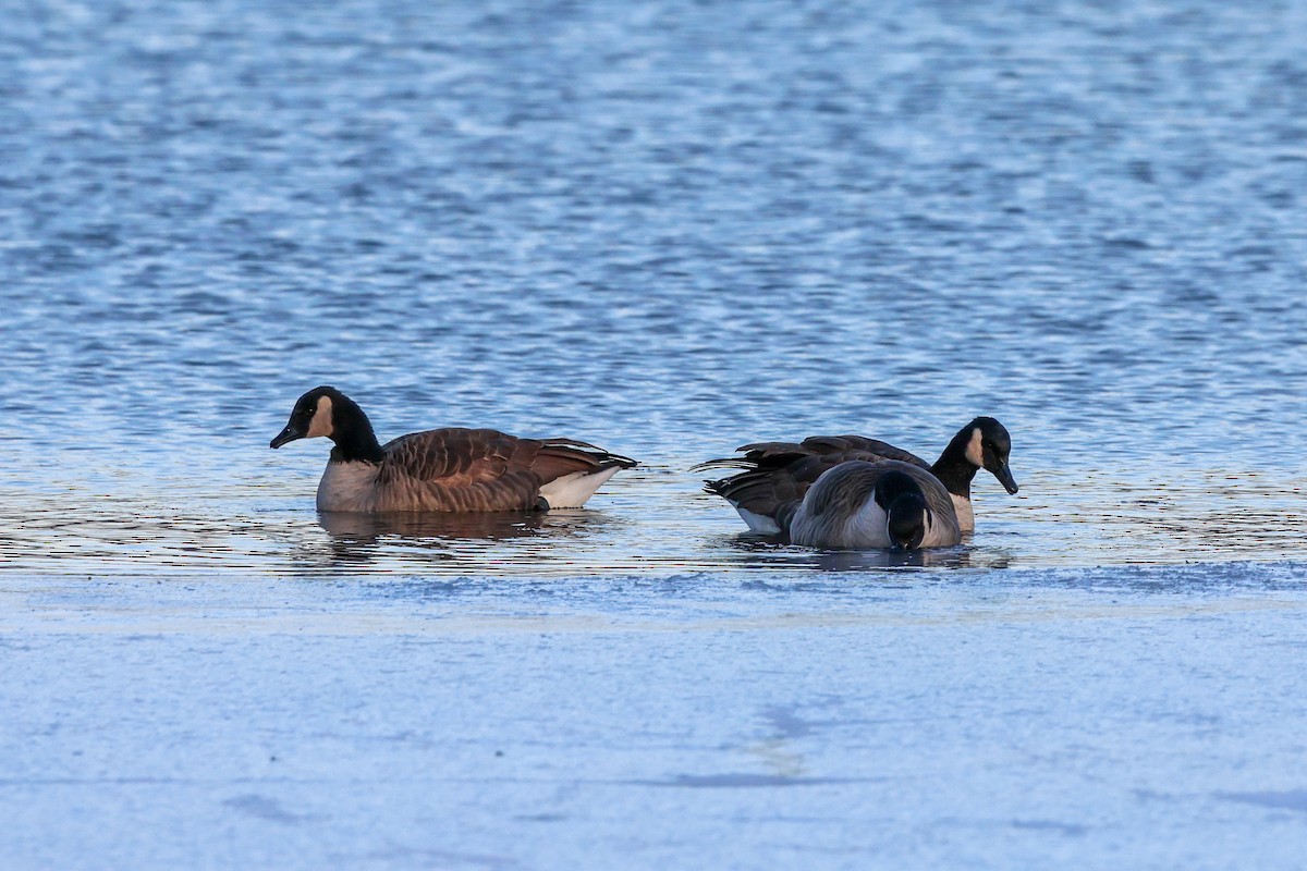 Kanada Kazı - ML647058275