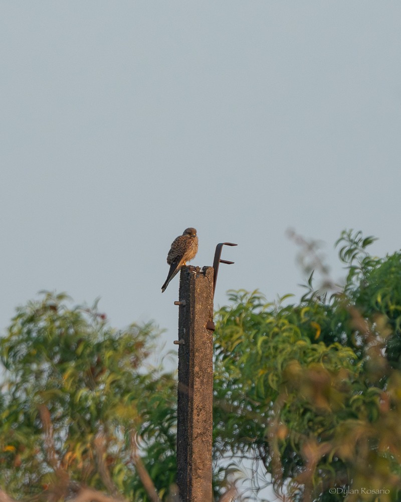 Eurasian Kestrel - ML647058281