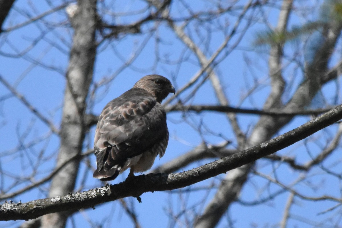 Broad-winged Hawk - ML647058285