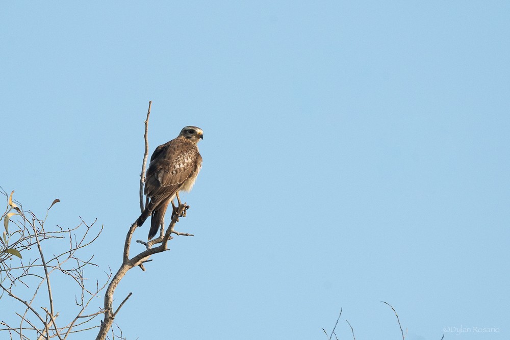 White-eyed Buzzard - ML647058286