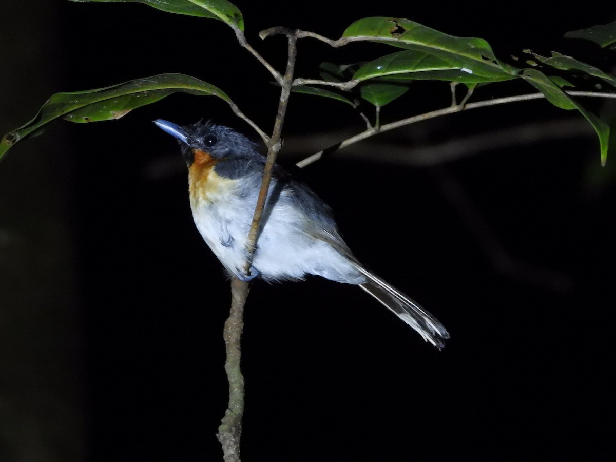 halmaheramonark - ML647058295