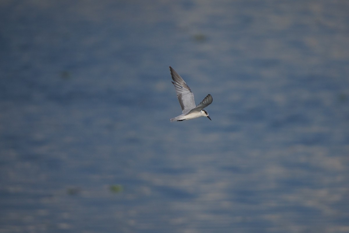 燕鷗 - ML647058301