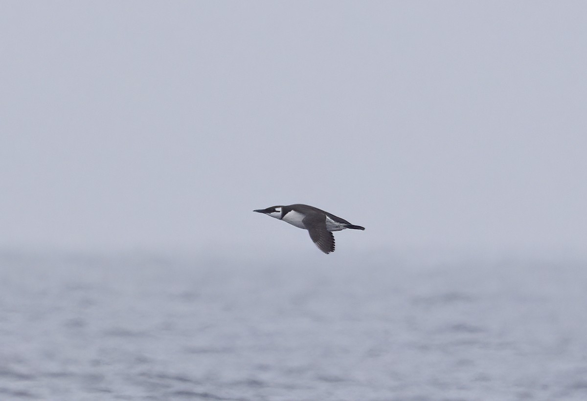 Common Murre - ML647058303