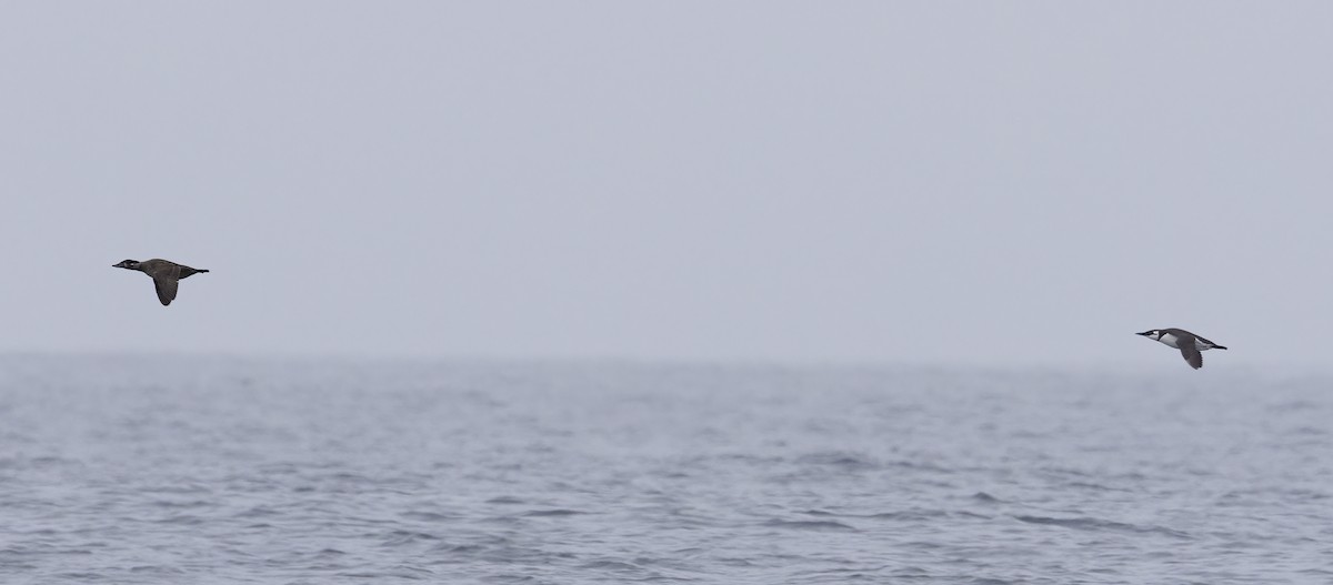 Common Murre - ML647058304