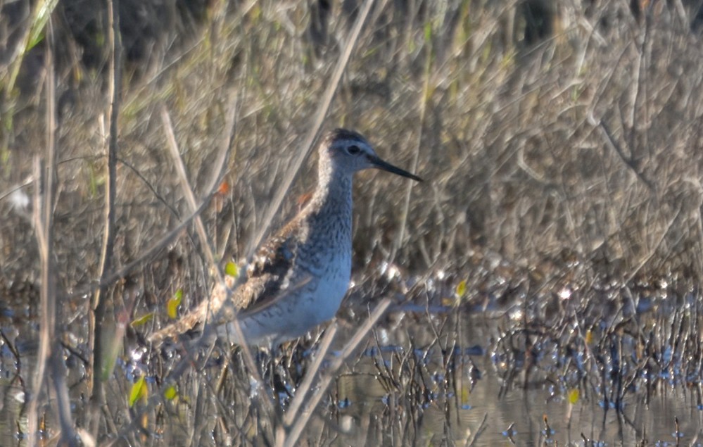vodouš bahenní - ML647058318