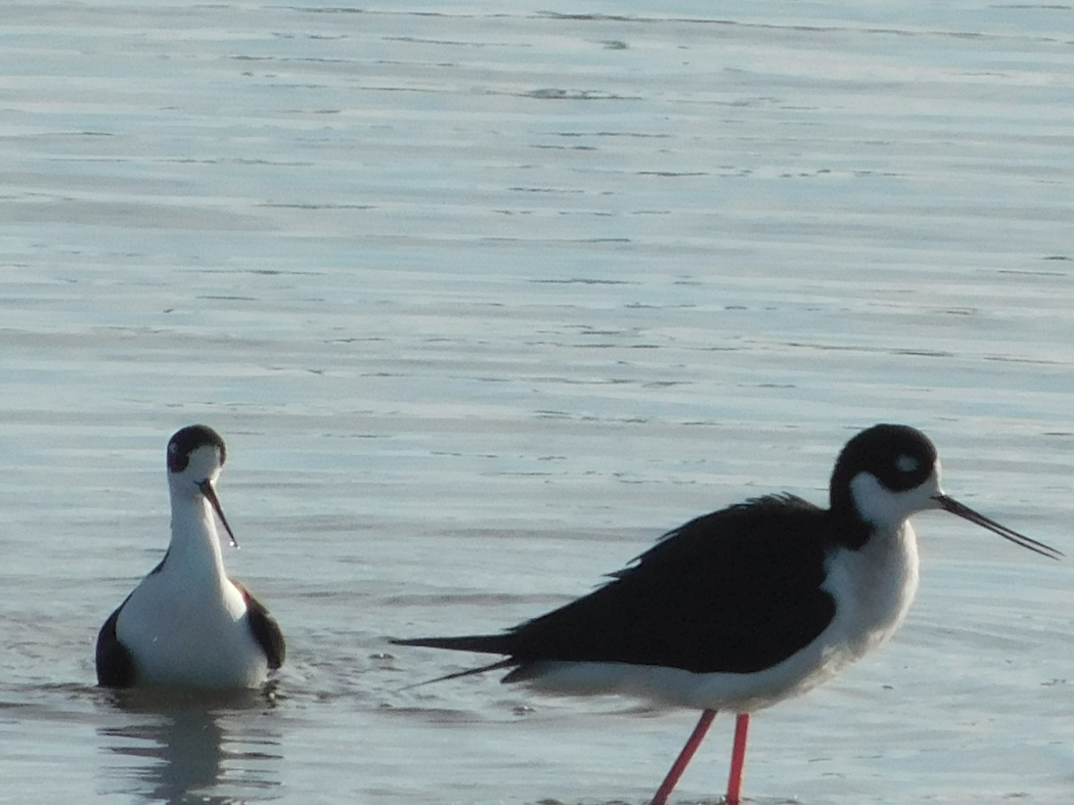 Black-necked Stilt - ML647058321