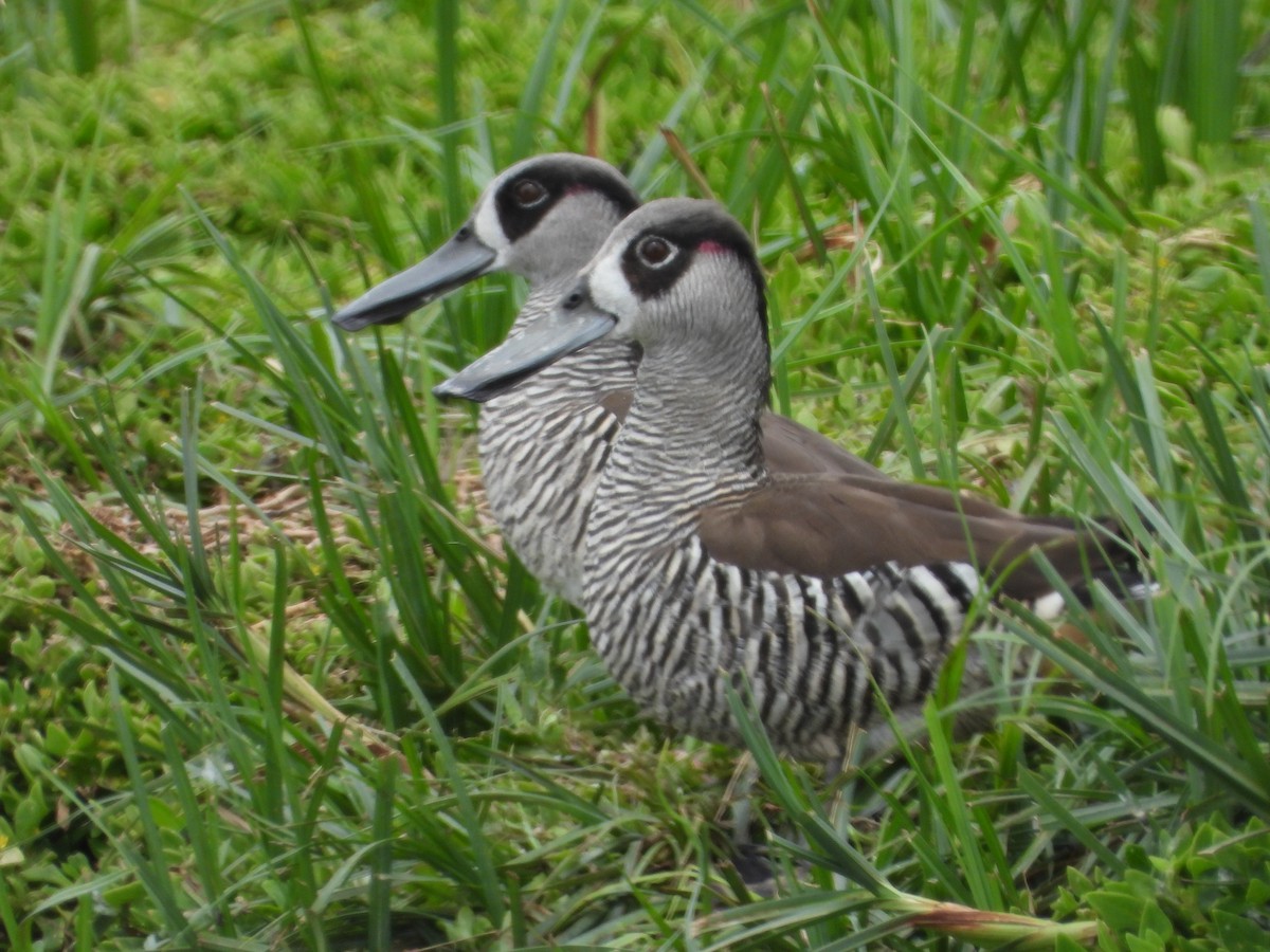 leppeand - ML647058334