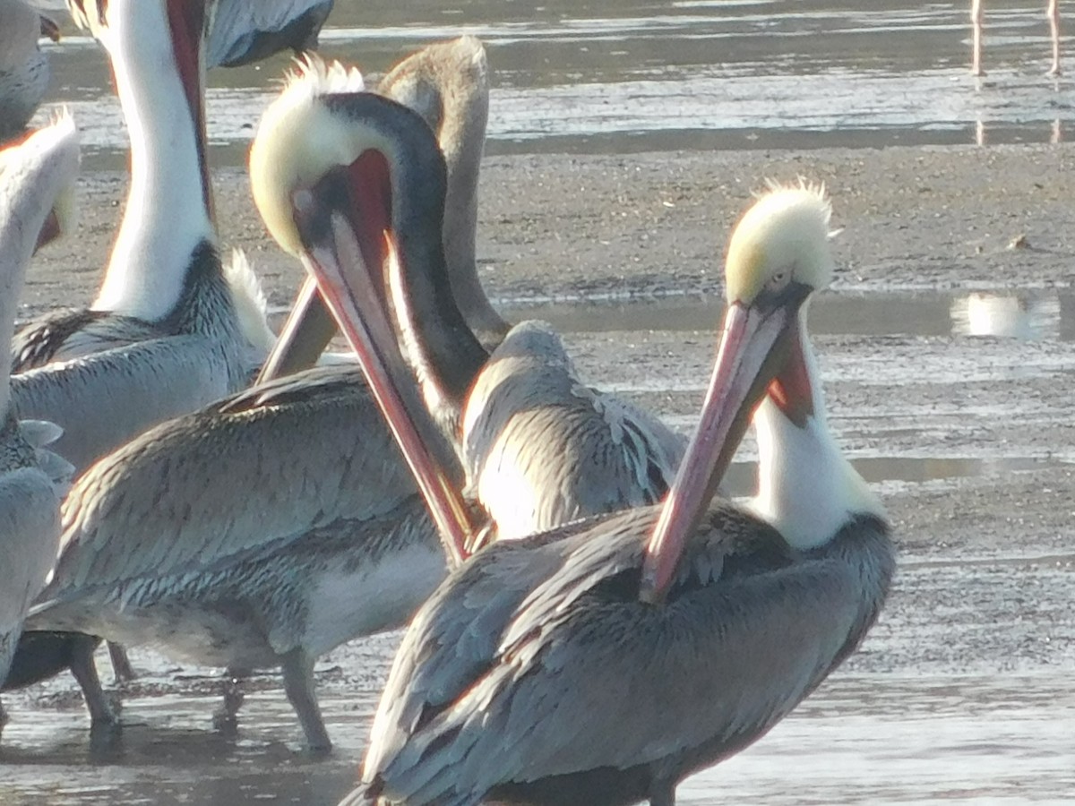 brunpelikan - ML647058337