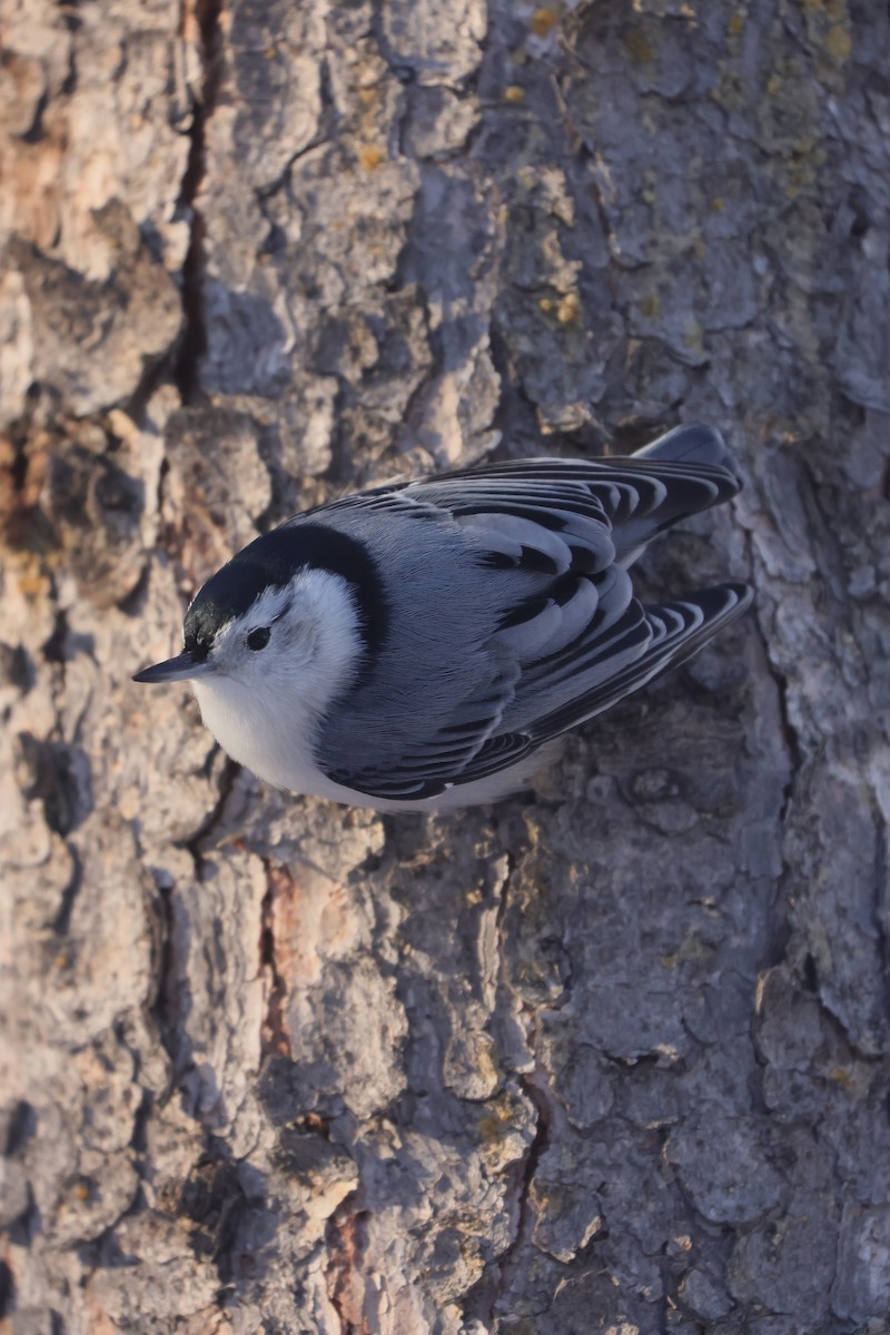 hvitbrystspettmeis - ML647058341