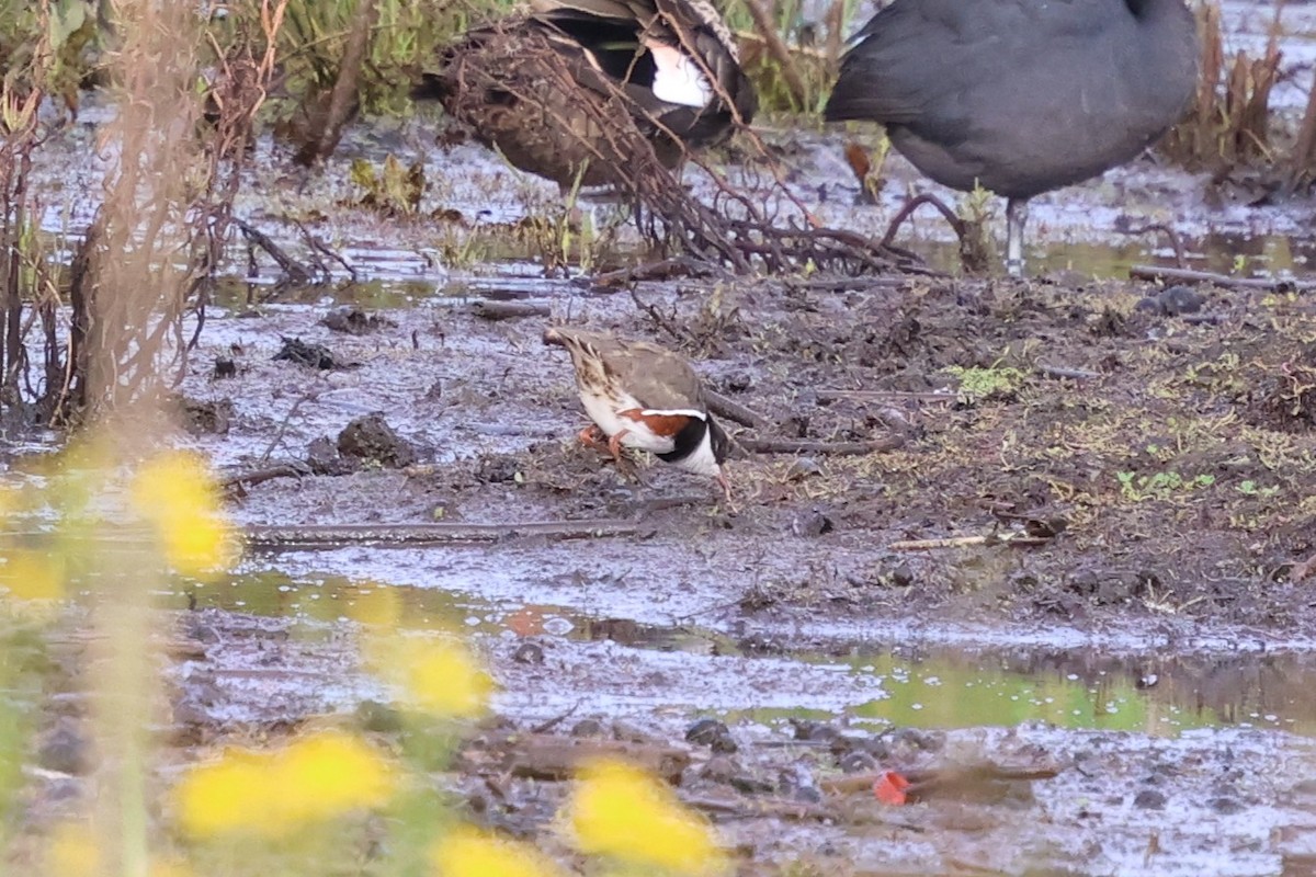 brunsidelo - ML647058343