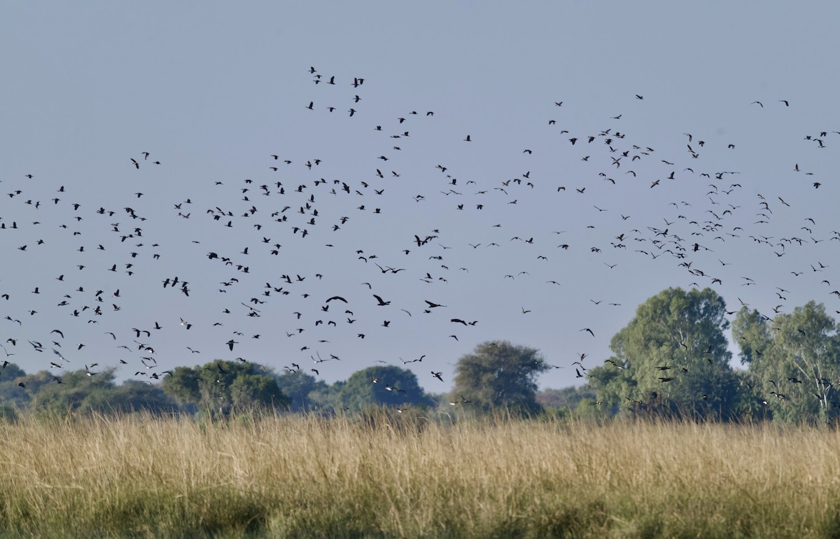 maskeplystreand - ML647058344