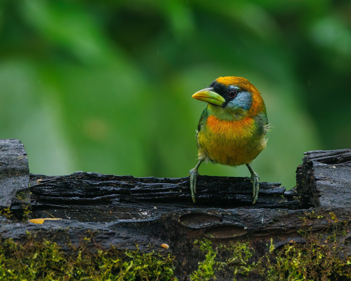 rødhodeskjeggfugl - ML647058345