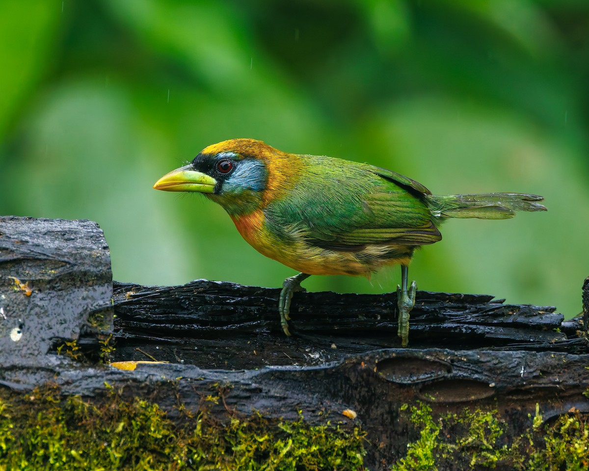 rødhodeskjeggfugl - ML647058346