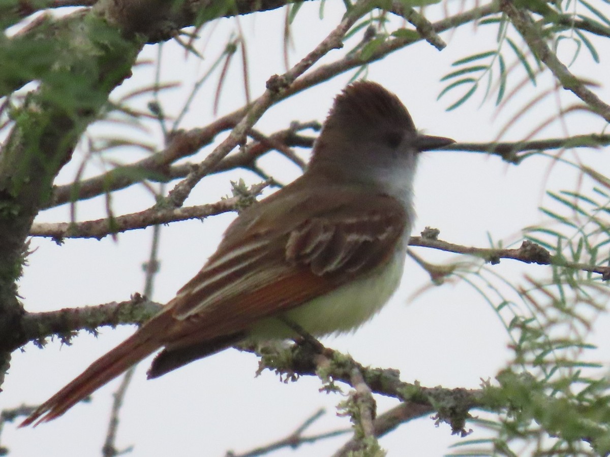 blektyrann - ML647058347