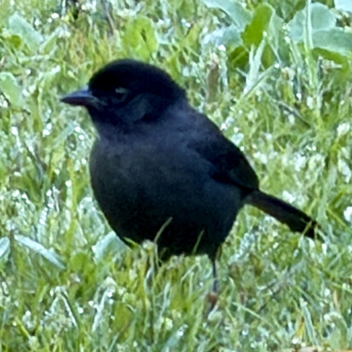 gulbuksespurv - ML647058348