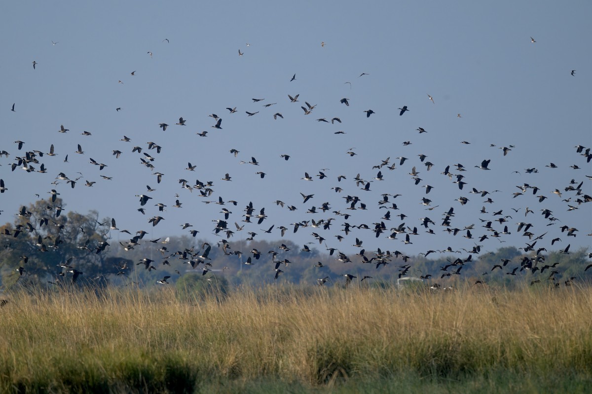 maskeplystreand - ML647058350