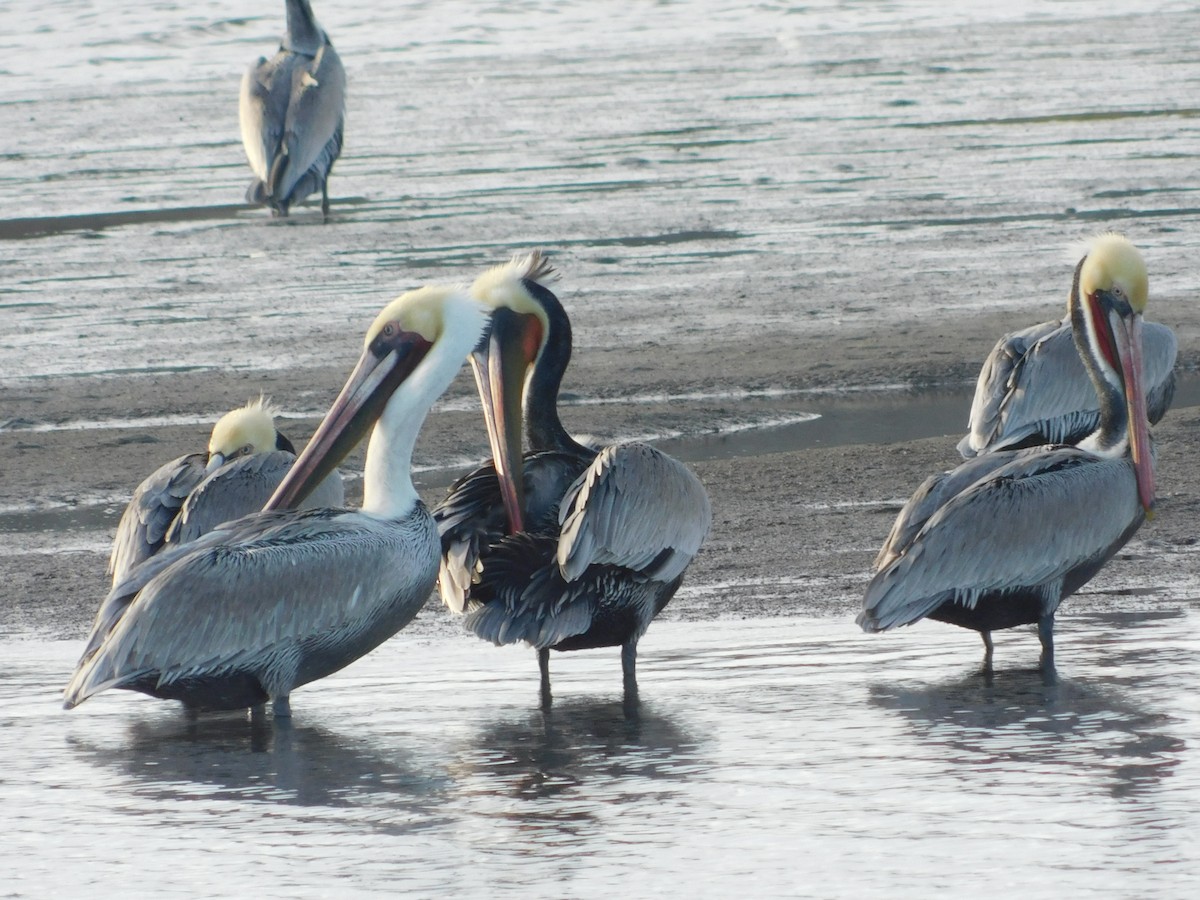 brunpelikan - ML647058352