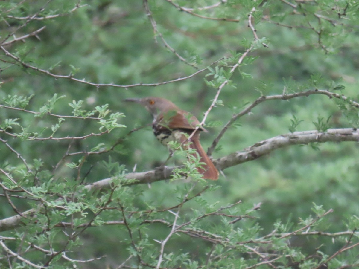 langnebbspottefugl - ML647058353