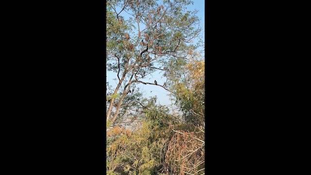 orientvepsevåk - ML647058354