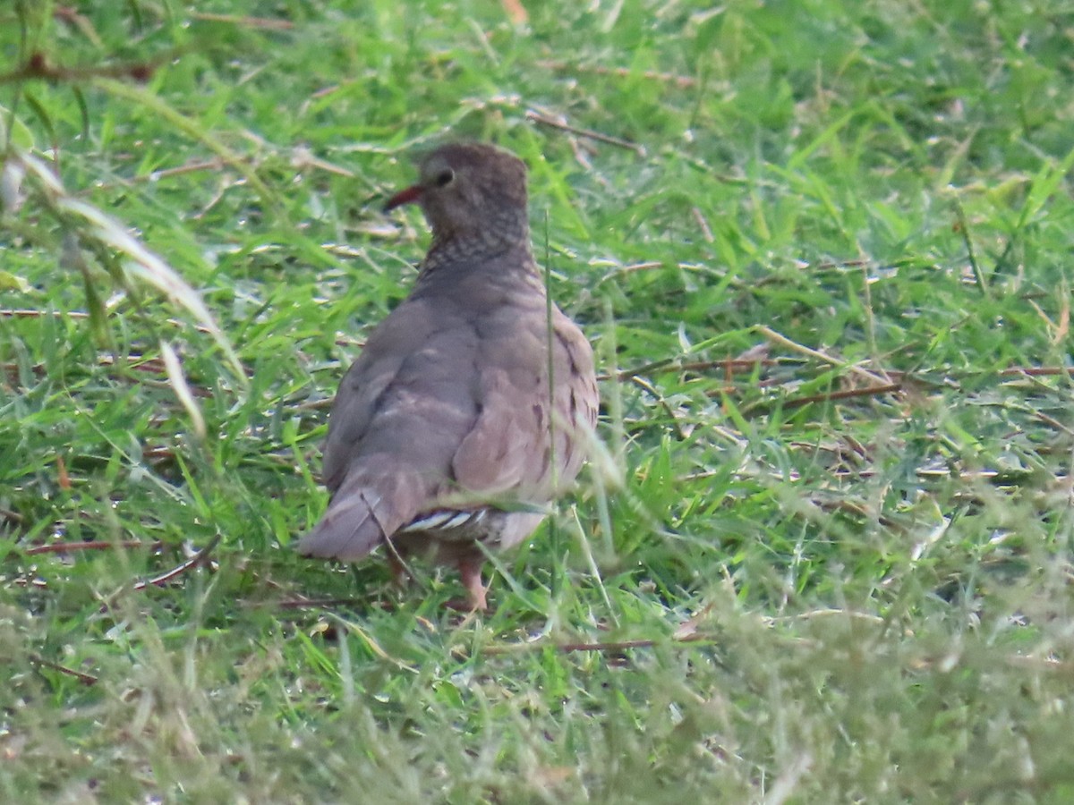 spurvedue - ML647058356