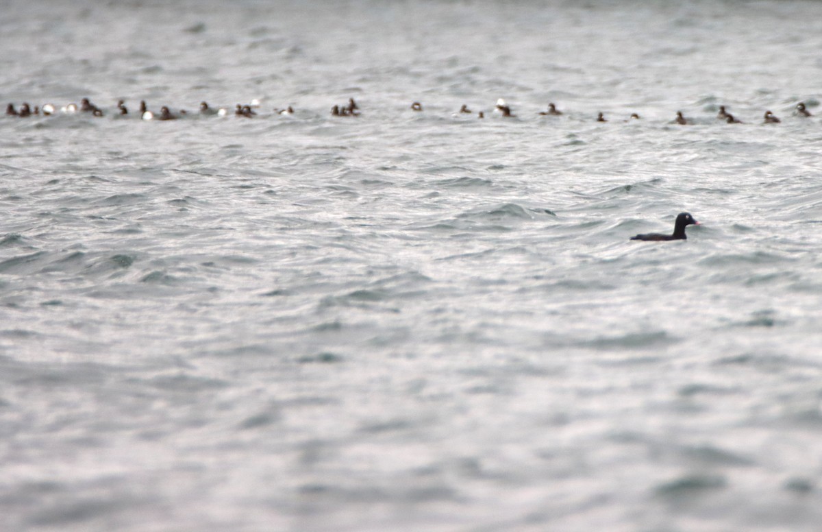 amerikasjøorre - ML647058359